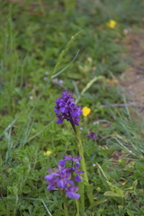 Anacamptis morio