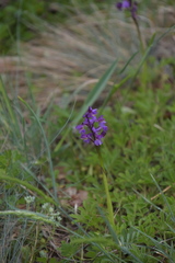 Anacamptis morio