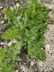Opopanax chironium
