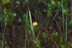 Polygala rugelii