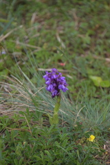 Anacamptis morio