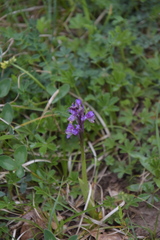 Anacamptis morio