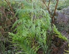 Notobubon gummiferum