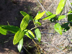 Astephanus triflorus