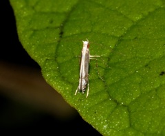 Psydrocercops wisteriae