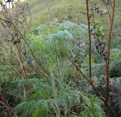 Notobubon gummiferum