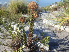 Pseudoselago pulchra