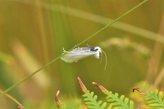 Tipanaea patulella
