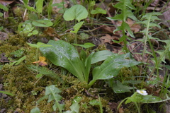 Neottia ovata