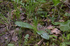 Neottia ovata