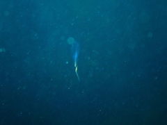 Chelophyes appendiculata