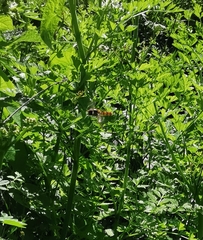 Episyrphus balteatus