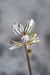 Eriospermum dielsianum