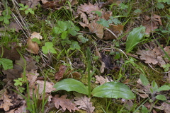 Neottia ovata