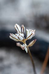 Eriospermum dielsianum