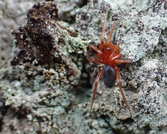 Hypomma bituberculatum