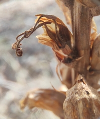 Orobanche krylowii