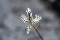 Eriospermum dielsianum