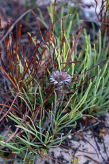 Protea angustata