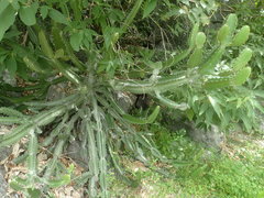 Euphorbia antiquorum