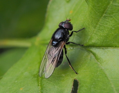 Cheilosia albitarsis