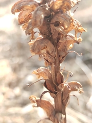Orobanche krylowii