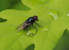 Cheilosia albitarsis
