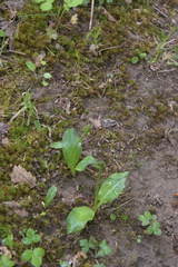 Neottia ovata