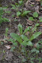 Neottia ovata
