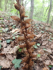 Orobanche laxissima
