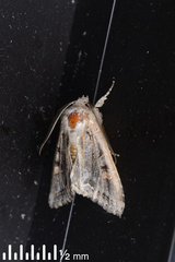 Ichneutica insignis