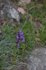 Anacamptis morio