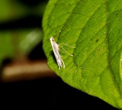 Psydrocercops wisteriae