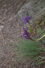 Anacamptis morio