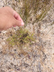 Aspalathus retroflexa