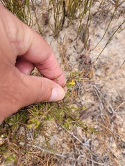 Aspalathus retroflexa