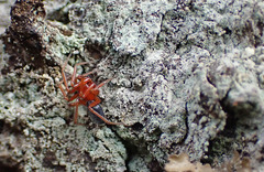 Hypomma bituberculatum