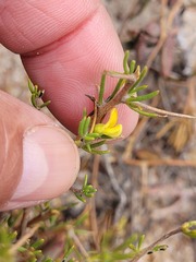 Aspalathus retroflexa