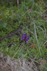 Anacamptis morio