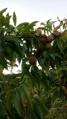 Prunus persica persica