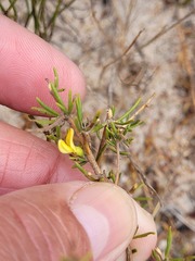 Aspalathus retroflexa