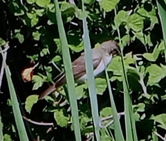 Acrocephalus arundinaceus