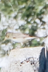 Acrocephalus arundinaceus