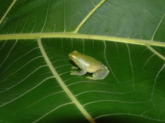 Sphaenorhynchus lacteus