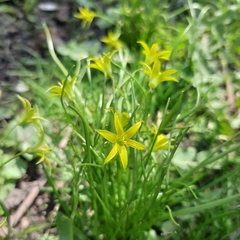 Gagea minima