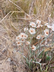 Limonium purpuratum
