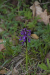 Anacamptis morio