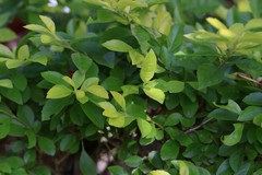 Duranteae