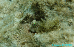 Salarias alboguttatus
