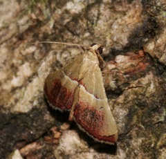 Endotricha repandalis
